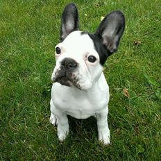 Fransk bulldog ALFRED