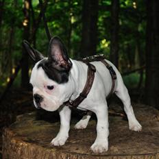 Fransk bulldog ALFRED