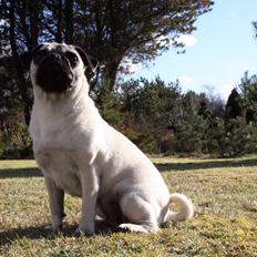 Mops Bodil