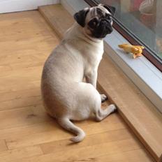 Mops Bodil