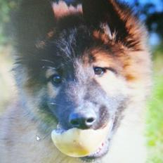 Tervueren Monty