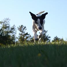 Blanding af racer Laban