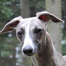 Whippet Sharqiya born to make you happy (Zuki)