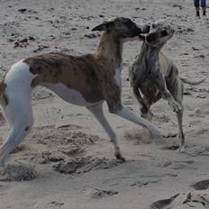 Whippet Sharqiya born to make you happy (Zuki)