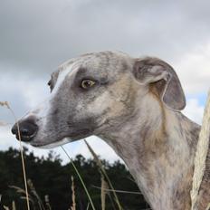Whippet Sharqiya born to make you happy (Zuki)