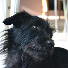 Blanding af racer Kvik <3