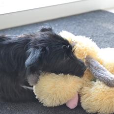 Blanding af racer Kvik <3