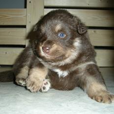 Finsk lapphund Aito