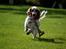 Cocker spaniel Althea