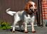Cocker spaniel Althea