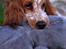 Cocker spaniel Althea