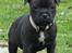 Staffordshire bull terrier Micka - 7 uger gammel 