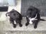 Staffordshire bull terrier Micka - Hende med halsbåndet er hendes søster.