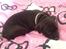Staffordshire bull terrier Micka - Et par dage efter hun er kommet hjem til os.