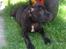 Staffordshire bull terrier Micka - Slapper af i det dejlige vejr.