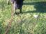 Staffordshire bull terrier Micka