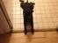 Staffordshire bull terrier Micka