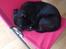 Staffordshire bull terrier Micka