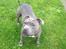 Staffordshire bull terrier Micka - Micka`s mor Zelma.