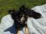 Chihuahua Tiny - Tiny er der altid når jeg ligger og slikker sol ;)
