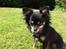 Chihuahua Tiny - Velkommen til Tiny's profil
Lig gerne en høj og en kommentar ;o)