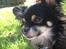 Chihuahua Tiny
