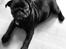 Mops Charlie