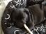 Mops Charlie