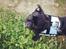Mops Charlie