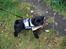 Mops Charlie