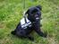 Mops Charlie