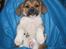 Blanding af racer Beagle/Shih tzu Mailo - Det er godt at sove i skøddet. 8 uger