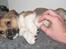 Blanding af racer Beagle/Shih tzu Mailo - 8 uger