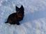 Cairn terrier Sille