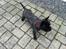 Cairn terrier Sille