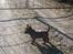Cairn terrier Sille