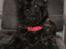 Cairn terrier Sille