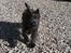 Cairn terrier Sille
