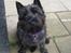 Cairn terrier Sille