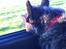 Cairn terrier Sille