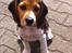 Beagle Thilde