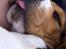 Beagle Thilde