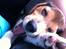 Beagle Thilde