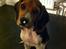 Beagle Thilde