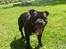 Staffordshire bull terrier Daddy - Daddys smukke far Brotus!