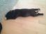 Staffordshire bull terrier Daddy - 8 uger gammel
