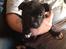 Staffordshire bull terrier Daddy - Daddy og Emil <3