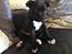 Staffordshire bull terrier Daddy - 8 uger gammel