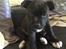 Staffordshire bull terrier Daddy - 8 uger gammel