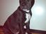 Staffordshire bull terrier Daddy - 10 uger gammel